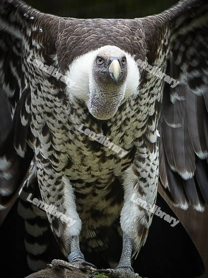 Close up view of a Vulture